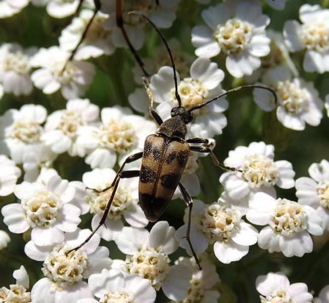 Cerambycidae da id. :  Pachytodes cerambyciformis